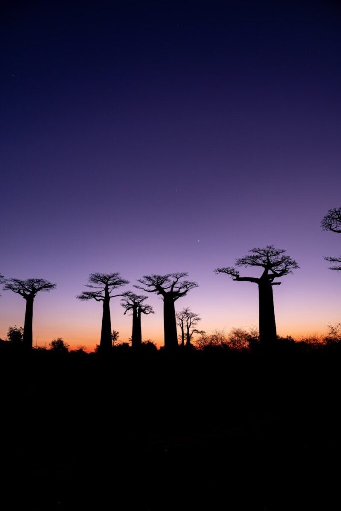 Baobab tree silhouettes against a vibrant purple and orange sky.